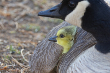 Canada Goose with her gosling