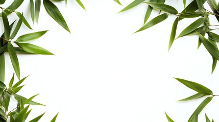 Fototapeta premium Fresh Bamboo Leaves Frame on White Background Natural Green Border
