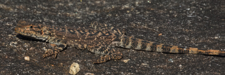 Ornate Crevice Dragon (Ctenophorus ornatus) in Australia