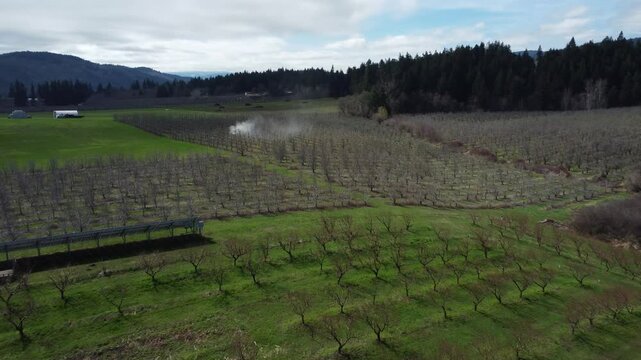 Drone flight over bare orchards in spring being sprayed by a tractor for pests with noxious chemicals.