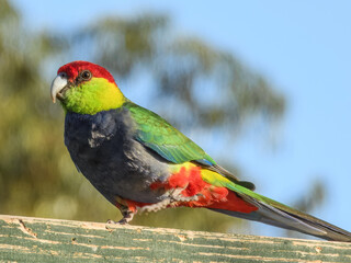 Red-capped Parrot (Purpureicephalus spurius) in Australia