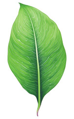 Obraz premium PNG green leaf, plant element, transparent background