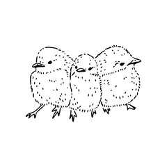 baby chick illustration