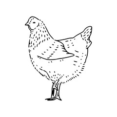 hen illustration line art