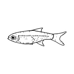 small fish illustration