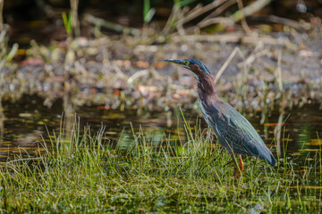 great blue heron