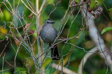 cat bird  on the branch