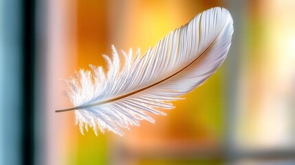 Naklejka premium Single White Feather, Soft Light, Macro - Minimalism