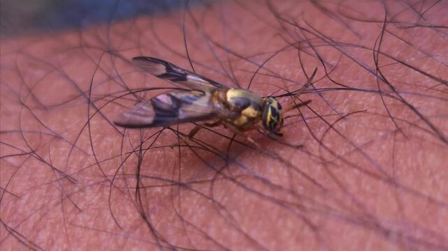 Macro Video of Dangerous fly Sucking Blood from human skin, Dengue Disease, Zika, EEE Virus Parasite Insect Bite
