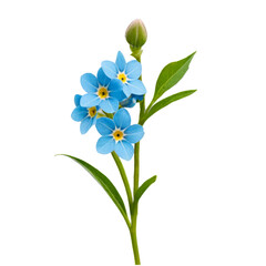Fototapeta premium Forget me not flower on white background_