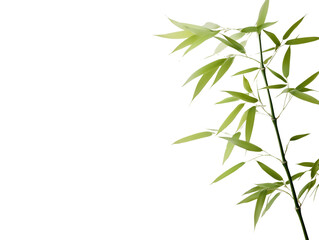 Minimalist Bamboo Plant on Neutral Background for Tranquil Home Decor