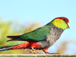 Red-capped Parrot (Purpureicephalus spurius) in Australia