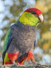 Red-capped Parrot (Purpureicephalus spurius) in Australia
