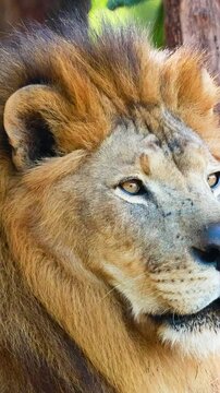 Lion Observing in Thai Zoo Habitat