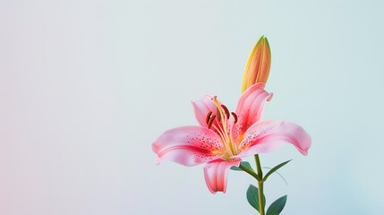 Mother's Day Lily Background: Praising the Eternal Hymn of Maternal Love's Glory with the Sanctity of Lilies