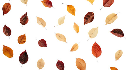 Collection of autumn leaves png