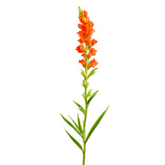 Fototapeta premium Snapdragon flower on white background