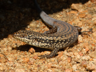 Southwestern Crevice Skink (Egernia napoleonis) in Australia

