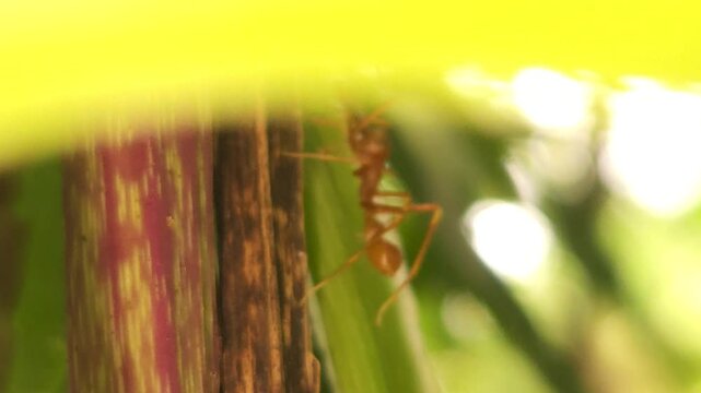 Ant walking on a tree trunk