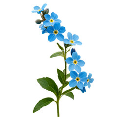 Fototapeta premium forget me not flowers