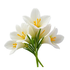 Freesia flower on white background
