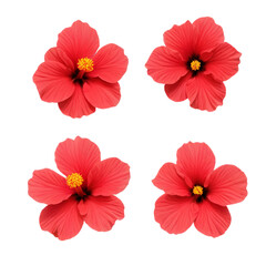 hibiscus flower isolated on white

