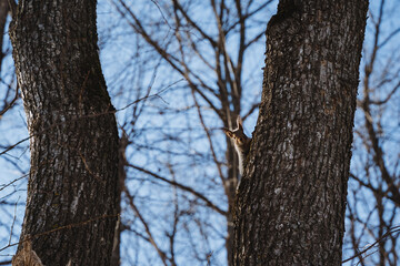 Fototapeta premium This image presents an engaging close up shot of a textured tree trunk, beautifully contrasted against a vivid blue sky, offering a perfect glimpse into natures artistry and beauty