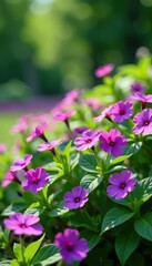 Fototapeta premium A bed of purple forget-me-nots stretches out in a lush garden landscape, me, tiny