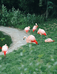 A group of pink flamingos in a green meadow
