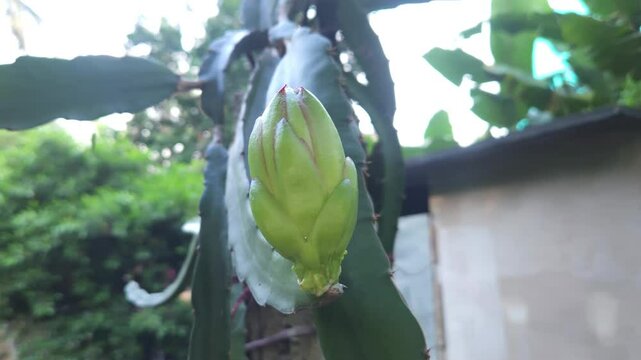 dargon fruit flower
