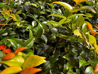 natural background of red tip plant leaves