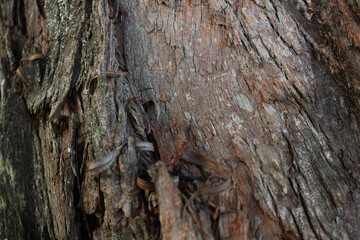 wood texture in high contrast and good resolution	