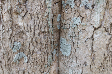 wood texture in high contrast and good resolution	