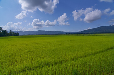 Obraz premium Lush paddy fields beneath a beautiful blue sky
