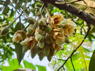 Close-up of a Durian flower tree with leaves flowers and fruit in a tropical garden
