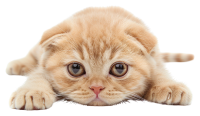 PNG Sad baby scottish fold cat animal mammal kitten.
