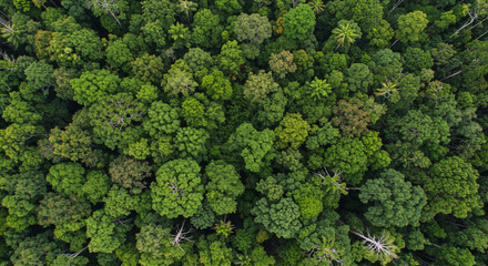 Aerial View of Lush Green Tropical Rainforest, Nature Concept