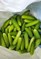 Harvested cucumbers in the sack