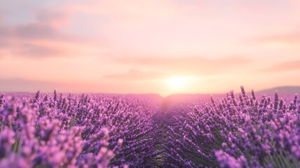 Fototapeta premium Lavender Field Sunset Serenity Provence Vista of excellence in splendor beyond compare with grace