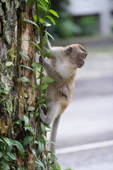 Monkeys in Singapore city