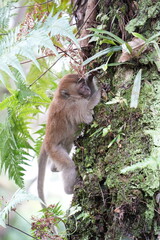 monkey in the city
