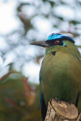 Momotus aequatorialis exotic bird with intense green tones