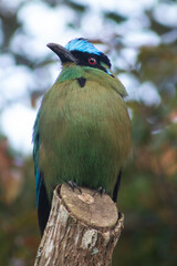 Momotus aequatorialis exotic bird with intense green tones