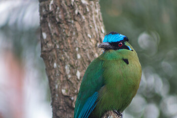 Momotus aequatorialis exotic bird with intense green tones
