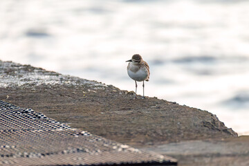 飛翔する可愛いダイゼン（シギ科）
英名学名：Grey Plover, Black-bellied Plover, Pluvialis squatarola
夜明けの底土港と底土海水浴場の日の出。
東京都伊豆諸島八丈島-2025年
