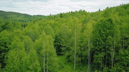 Exploring vibrant green forests nature aerial photography lush environment serene viewpoint
