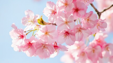Naklejka premium Pink cherry blossoms in full bloom under clear blue sky, with close - up of delicate petals and vibrant colors, creating an elegant and serene atmosphere.