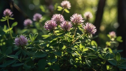 Blooming Clover Flowers in Sunlight with Green Foliage Closeup