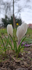 Beautiful white spring flowers in the garden krokusy in grass