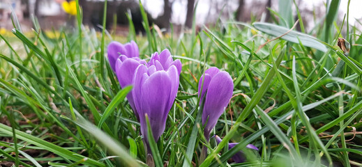 Beautiful purple spring flowers in the garden crocuses in the grass
